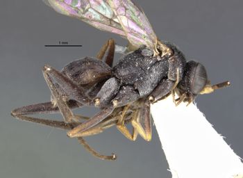 Media type: image;   Entomology 26776 Aspect: habitus lateral view